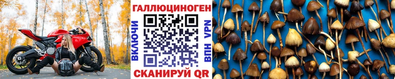 Галлюциногенные грибы Psilocybine cubensis  где купить   Саратов 